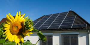 Solar panels with flower
